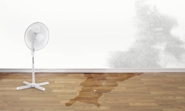 Best Water damage contractors near me  in Diamondhead, MS
